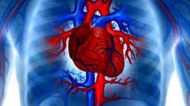 Улучшение работы сердечной мышцы
